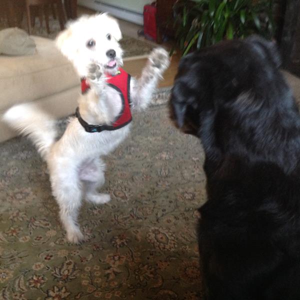 /Images/uploads/Louies Legacy Animal Rescue/cutest-rescue-pet-2023/entries/28105thumb.jpg